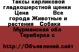 Таксы карликовой гладкошерстной щенки › Цена ­ 20 000 - Все города Животные и растения » Собаки   . Мурманская обл.,Териберка с.